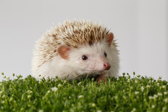 ハリネズミ